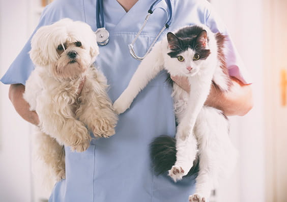 Pet Healthcare – a relevant Market